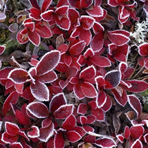 RF- Mountain bearberry (Arctous alpinus) covered in frost, Sarek National Park, Laponia
