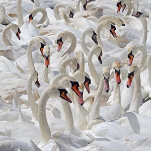 RF - Mute swans (Cygnus olor) flock of non breeding adults, Fleet lagoon Dorset, England, UK, June
