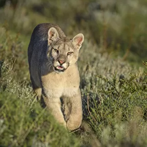 RF - Puma (Puma concolor puma), young male walking on hillside near Torres del Paine National Park