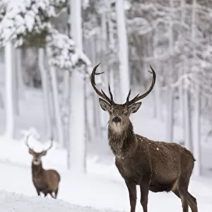 RF - Red Deer stags (Cervus elaphus) in snow-covered pine forest. Scotland, UK. December