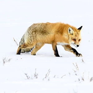 RF - Red fox (Vulpes vulpes) walking through deep winter snow