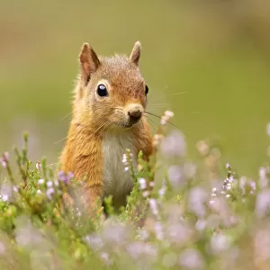 RF - Red squirrel (Sciurus vulgaris), summer coat, close-up amongst flowering heather