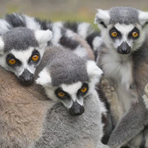 RF - Ring-tailed lemur (Lemur catta) group huddled together. Captive