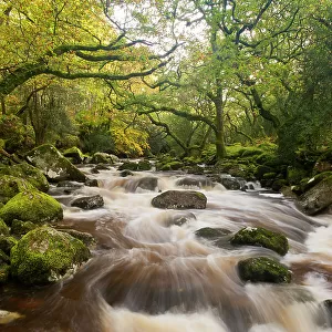 RF- River Plym flowing through Dewerstone Wood, Shaugh Prior, Dartmoor National Park, Devon, England, UK, October 2011