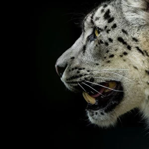 RF - Snow leopard (Panthera uncia) female, captive
