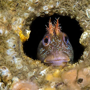 RF - Tompot blenny fish (Parablennius gattorugine) peering out from hole under Swanage