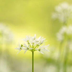 RF - Wild garlic / Ramson flowerts (Allium ursinum) Valency Valley, Boscastle, Cornwall, UK