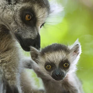 Ring tailed lemur (Lemur catta) mother and very young (1-2 week) baby. Berenty Private Reserve