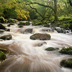 River Plym flowing fast through Dewerstone Wood, Shaugh Prior, Dartmoor National Park