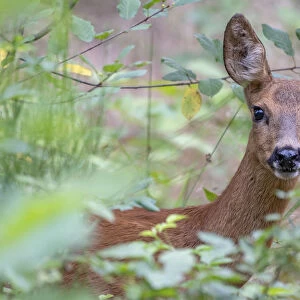Roe deer (Capreolus capreolus) doe amongst vegetation. Peerdsbos, Brasschaat, Belgium