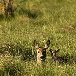 Roe deer (Capreolus capreolus) lying in long grass with fawn, Matsalu National Park