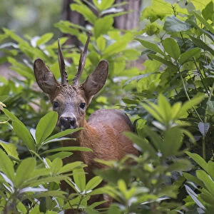 Roe deer (Capreolus capreolus) stag peering through vegetation, Peerdsbos, Brasschaat