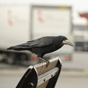 Rook (Corvus frugilegus) perched in motorway service area, Midlands, England, UK, April