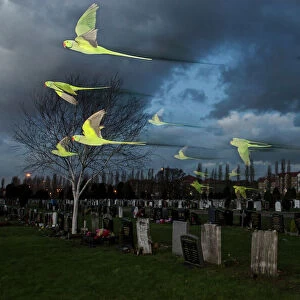 Rose-ringed / ring-necked parakeets (Psittacula krameri) in flight on way to roost in an urban cemetery, London, UK. January. Finalist in the Birds category, Wildlife Photographer of the Year Awards (WPOY competition) 2014