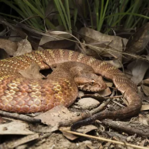 Rough-scaled death adder (Acanthophis rugosus), slightly inflated to show bright