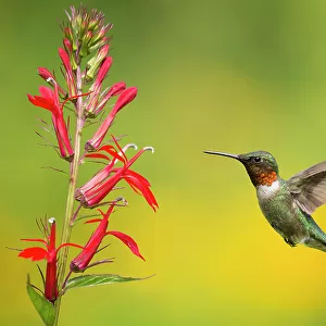 Ruby-throated Hummingbird (Archilocus colubris), male flying in to feed from cardinal flowers (Lobelia cardinalis) New York, USA. August