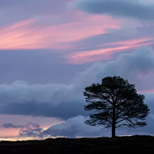 Scots Pine (Pinus sylvestris) silhouetted at dawn, Cairngorms National Park, Scotland