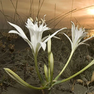 Sea daffodil / lily (Pancratium maritimum) flowers open in late afternoon and remain open overnight