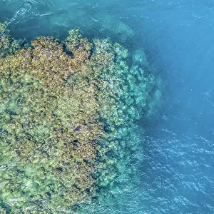 Sea turtle (Cheloniidae) resting at the ocean surface near a shallow coral reef, Wakaya Island, Fiji, Pacific Ocean