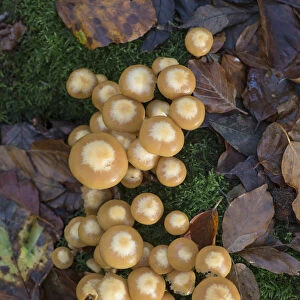 Sheathed Woodtuft fungi (Kuehneromyces mutabilis) Surrey, England, UK, November