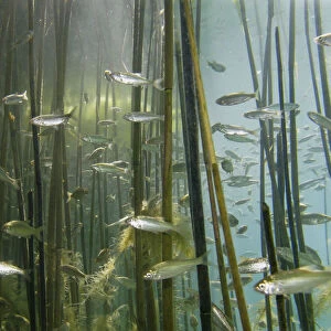 Shoal of Lake Ohrid bleak (Alburnus scoranza) swimming amongst Giant reeds (Arundo