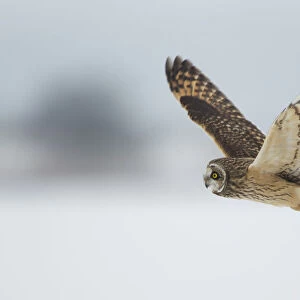Short-eared owl (Asio flammeus) in flight, Worlaby Carr, Lincolnshire, England, UK