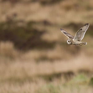 Short-eared owl (Asio flammeus) flying over moorland, North Uist, Western Isles / Outer Hebrides