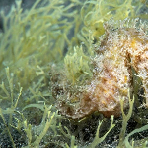 Short-snouted seahorse (Hippocampus hippocampus)Tenerife, Canary Islands