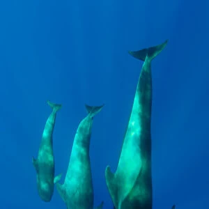 Three Shortfin pilot whales (Globicephala macrorhynchus) Canary Islands, Spain, Europe