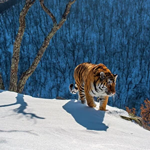 Siberian tiger (Panthera tigris altaica) walking on snowy slope with forest behind, Land of the Leopard National Park, Russian Far East. Endangered. Taken with remote camera. December