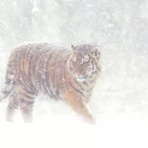 Siberian tiger {Panthera tigris altaica} in snow storm, captive