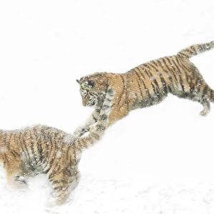 Two Siberian tigers {Panthera tigris altaica} leaping in snow, captive