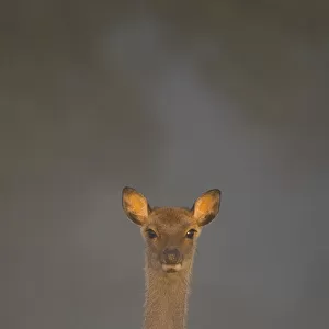 Sika deer (Cervus nippon) calf lit by gentle morning sunlight filtering through a thick mist