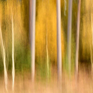 Silver birch (Betula pendula) and conifers creatively blurred using ICM (Intentional