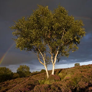 Silver Birch {Betula pendula / verrucosa} on heather moorland with stormy sky and rainbow