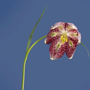 Snakes head fritillary (Fritillaria meleagris), view into flower with linear green nectaries