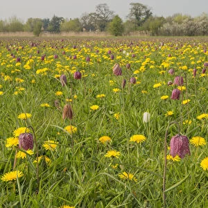 Snakes head fritillary (Fritillaria meleagris) flowering with Dandelions in meadow Cricklade