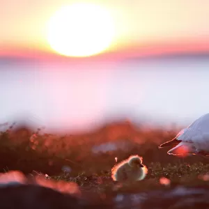 Snow goose with gosling (Chen caerulescens) at sunset