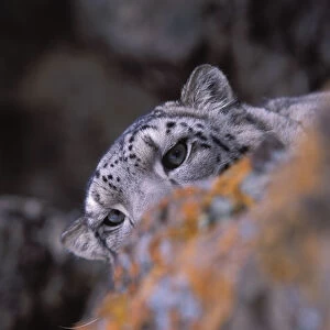 Snow leopard. Wild. {Panthera uncia} Ladakh, India