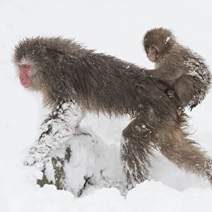Snow monkey or Japanese macaque (Macaca fuscata) female with baby clinging to her back