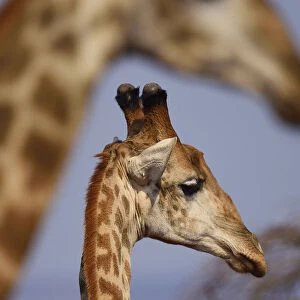 Southern Giraffe (Giraffa camelopardalis) two, with one in foreground, Zimanga Private