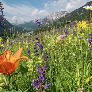Species rich alpine meadow with Orange lily (Lilium bulbiferum), Meadow clary (Salvia pratensis) and Yellow rattle (Rhinathus sp). View towards Campitello di Fassa and mountains, Fassa Valley, Dolomites, Italy. June 2019
