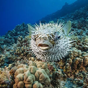 Spotted porcupinefish (Diodon hystrix) swimming over a reef, Hawaii, Pacific Ocean