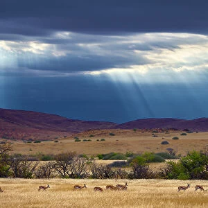 Springbok (Antidorcas marsupialis) herd in grassland after rain, Palmwag Conservancy, Damaraland, Namibia