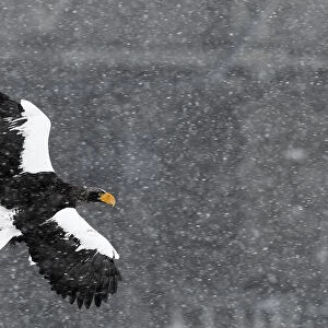 Stellers sea eagle (Haliaeetus pelagicus) flying through snow storm, Hokkaido