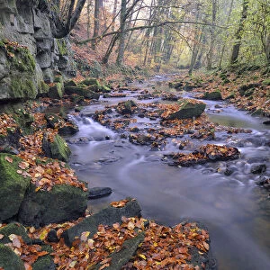 Stream in autumn woodland with fallen beech leaves, Lorraine, France, November