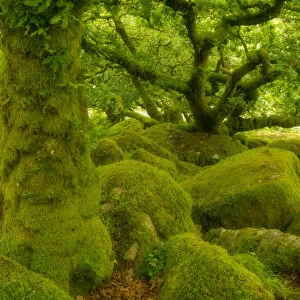 Stunted oak woodland covered in moss, Wistmans Wood, Devon, UK