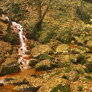 Sucha Kamenice / Creek flowing between leaf covered rocks, Hrensko, Ceske Svycarsko