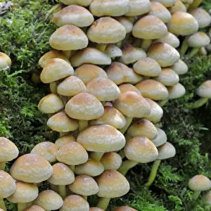 Sulphur Tuft Fungus (Hypholoma fasciculare) growing in clusters, Sussex, England, UK