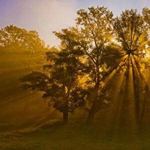 Sun beams passing through misty trees, Montezuma National Wildlife Refuge, New York, USA